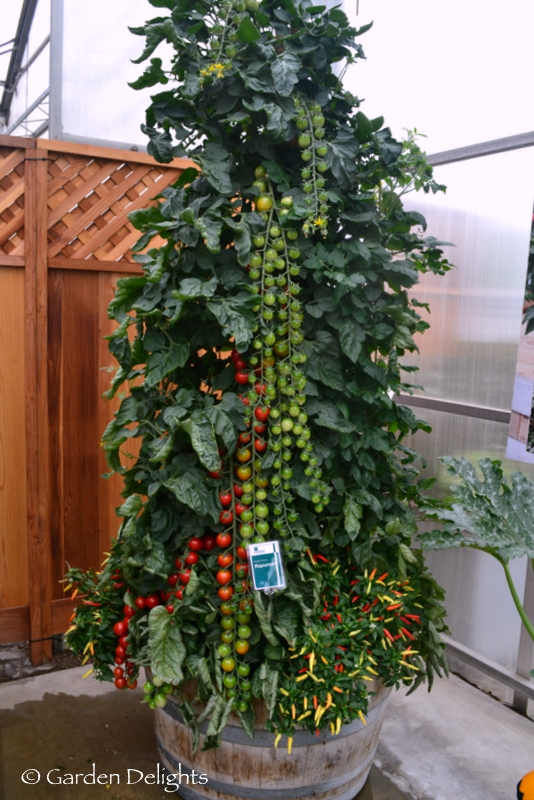 Alans Allotment Ray Rascal & Rapunzel