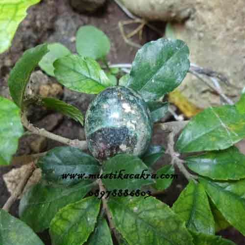 Mustika Lumut Kramat www.mustika cakra.com, mistik spiritual, gubuk mistik, sanggar spiritual. dunia pusakaBatu Bertuah, Benda Berkodam, Pengasihan, Pengeretan, Mustika Judi, Mustika Pesugihan, Pusaka Kuno, Mustika Asli, Mustika Lumut Kramat