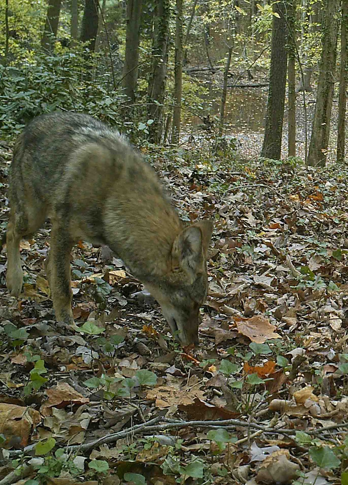 Exploring Nature in NC: Coyote??