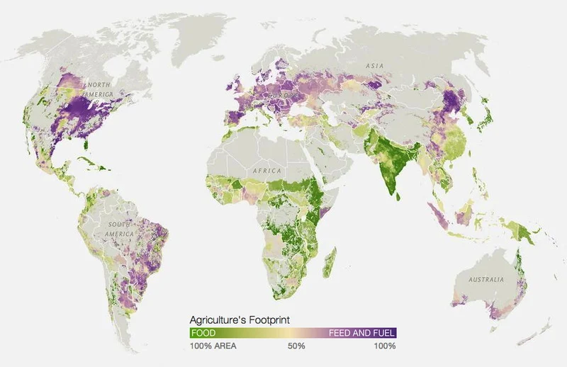 Crops grown for food (green) versus for animal feed and fuel (purple)