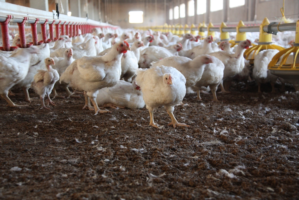 Poultry Farming in India How to start poultry farming in India