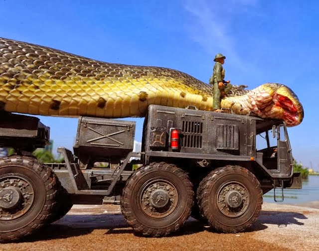 Cobra Gigante Encontrada No Mar Novidades Madal was-the-world-s-largest-snake-captured-in-the-amazon-snopes