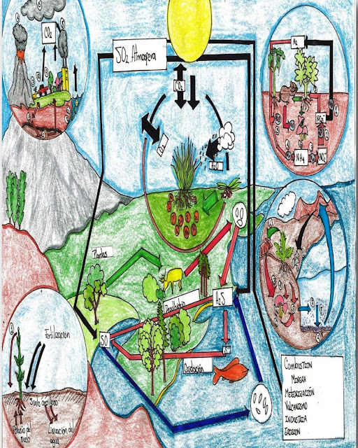 Biología Ambiental Ciclos Biogeoquímicos
