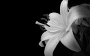 White Flower BlackWhite Walpaper hd (white flower black white wallpaper hd widescreen desktop)