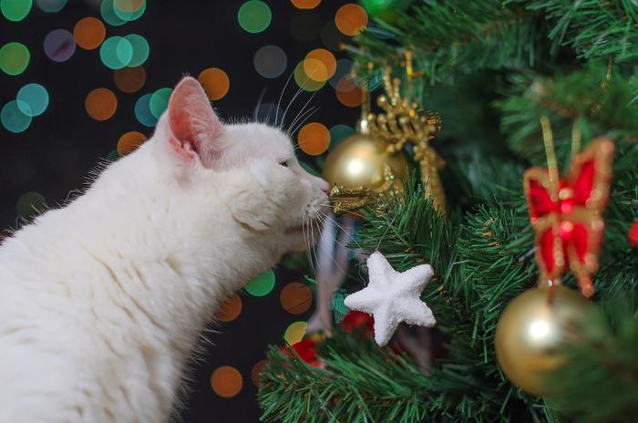 TODO SOBRE MI GATO: Navidad y gatos: divertida pero con cuidado!
