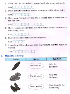 Birds Worksheet