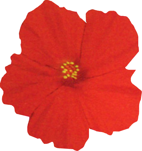 png flor roja