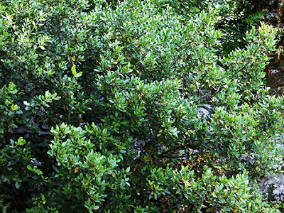 Aladierno arbustivo (Rhamnus alaternus)