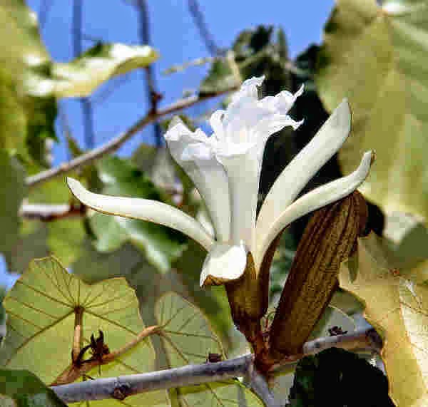 Tumbuhan Langka di Indonesia