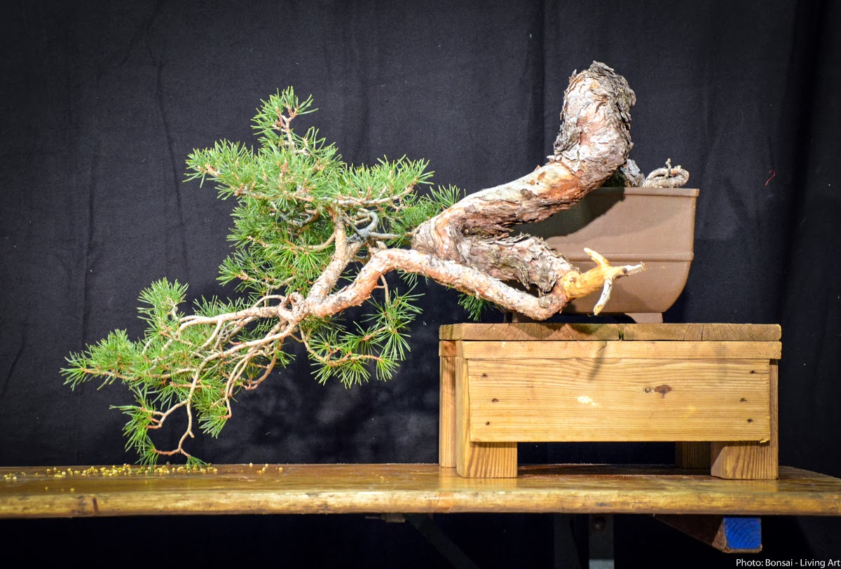 Bonsai Living Art Noelanders Trophy 2014 Demo Nr.2 by David Benavente