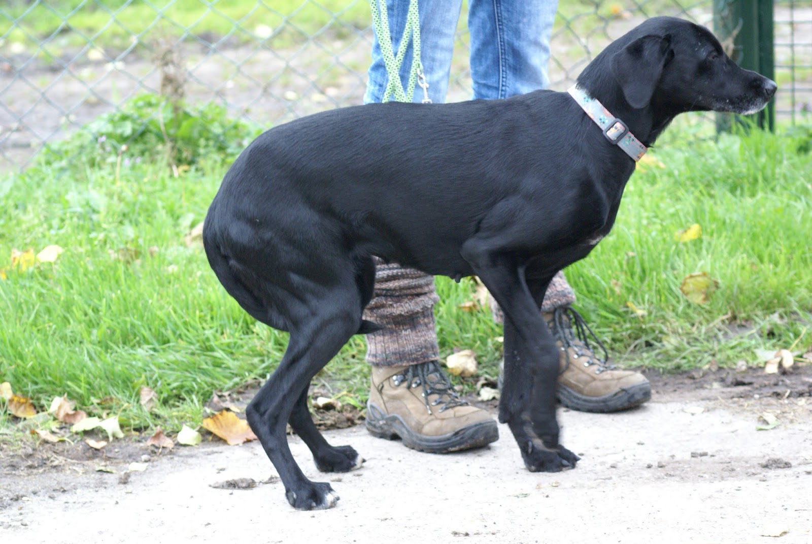 Canilogie was Du NIE über Hunde wissen wolltest&hellip; Hunde aus dem