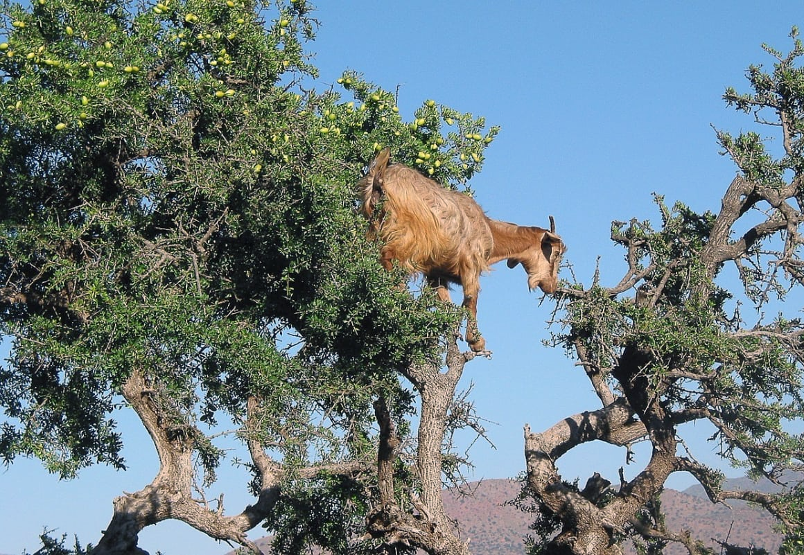 Goats that climb on trees AROUND THE