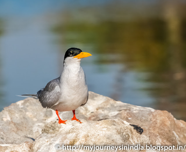 Ranganathittu Birds River Tern