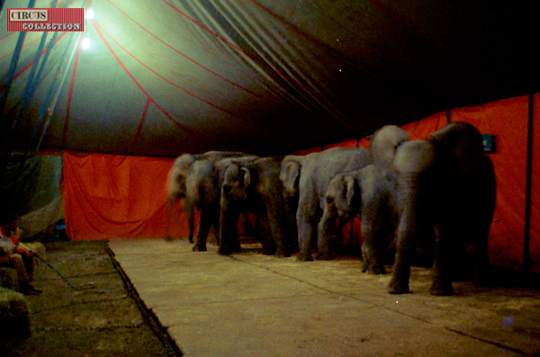 Une fois la nuit tombée, les éléphants se reposent