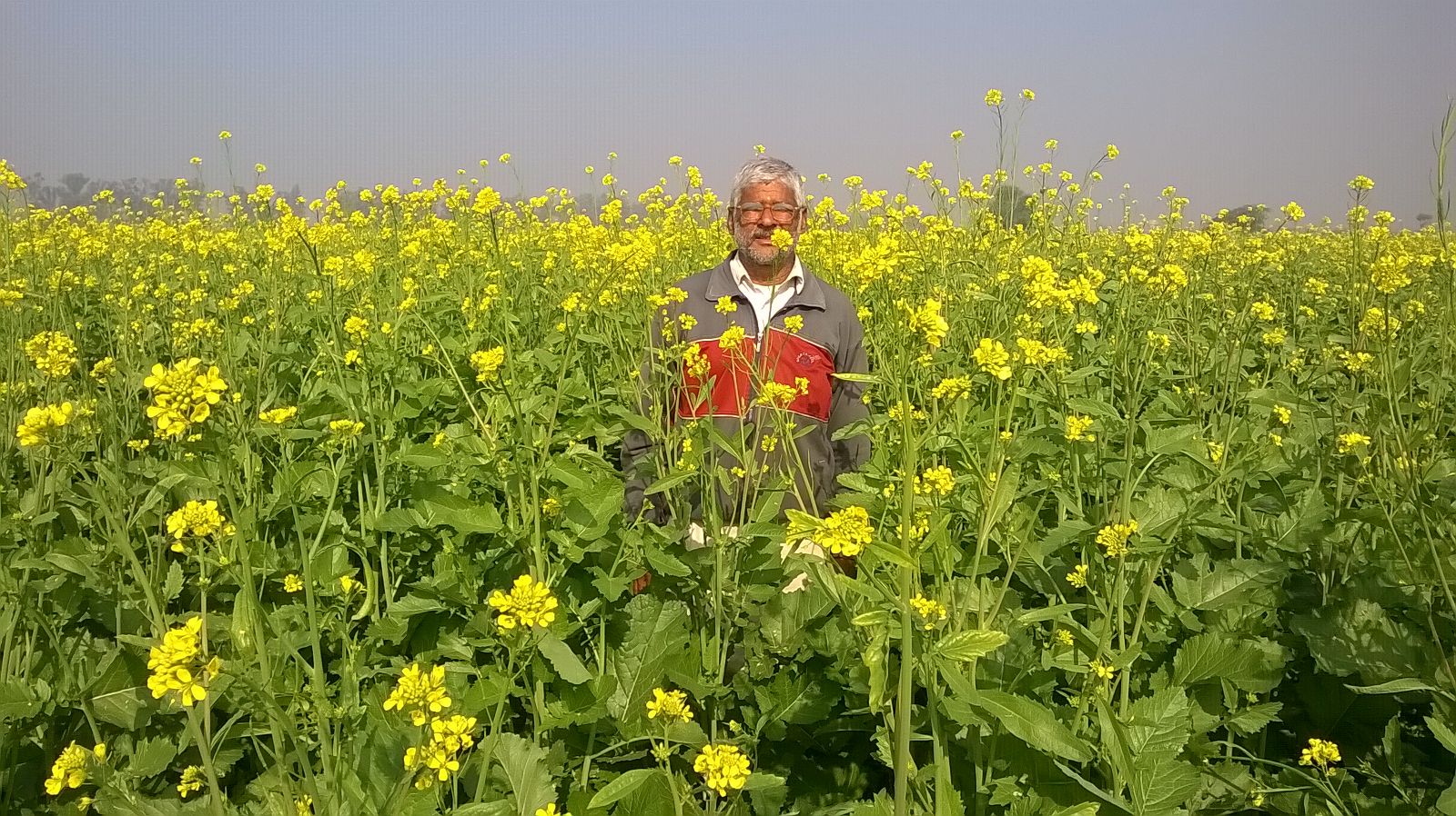 Flowering Mustard in Bharatpur District of Rajasthan