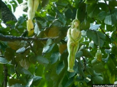 mystery tree bearing fruit in shape of women 