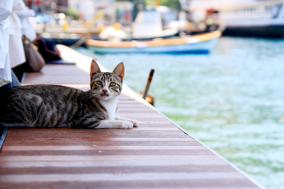 ink + adventure the cats of Istanbul