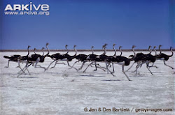 fly ability bird kinds birds different ostriches penguins millions lost ago