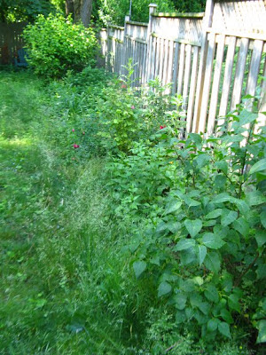 garden bed cleanup before by paul jung organic and ecological gardening services toronto