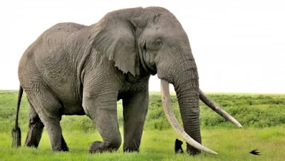 Kisah Mukidi dan Gajah