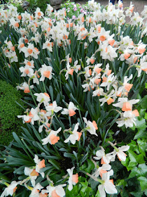 Pink Charm narcissus daffodils at the Allan Gardens Conservatory 2016 Spring Flower Show by garden muses-not another Toronto gardening blog