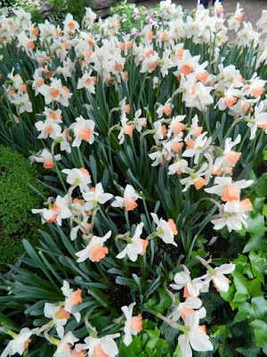 Pink Charm narcissus daffodils at the Allan Gardens Conservatory 2016 Spring Flower Show by garden muses-not another Toronto gardening blog