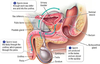 Fisiologi Sistem Reproduksi Pria Fisiologi Sistem Reproduksi Pria dalam proses produksi sperma