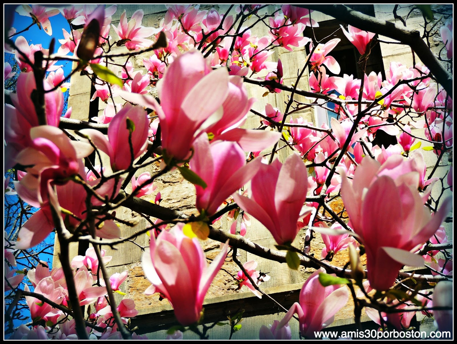Primavera 2014: Magnolias