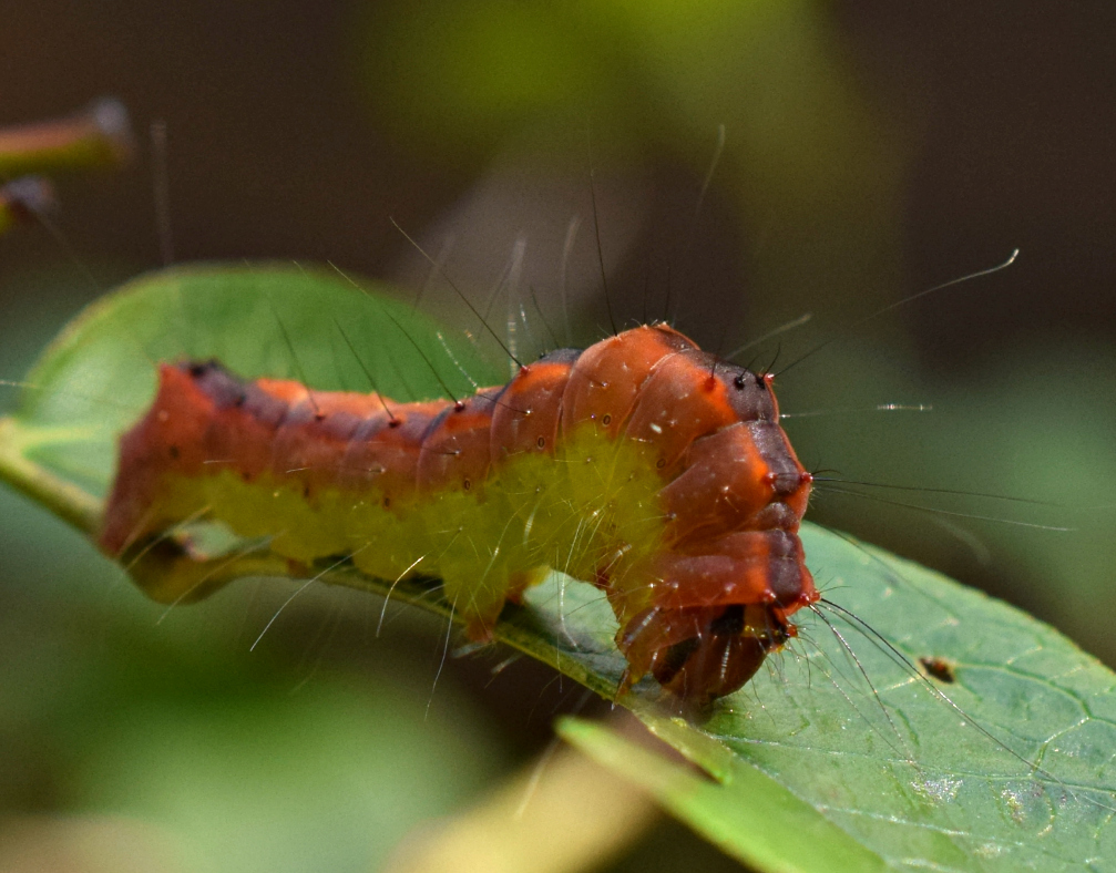 Using Native Plants Caterpillar Tales