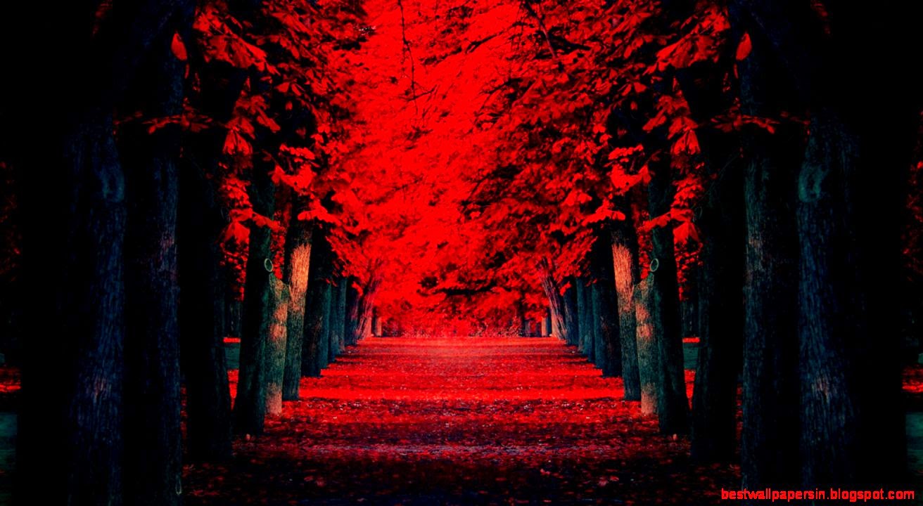 Red Leaves Covered Road Wallpaper HQ Backgrounds  HD wallpapers