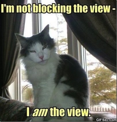 The Teacher's Pets: Silly Cat Sunday