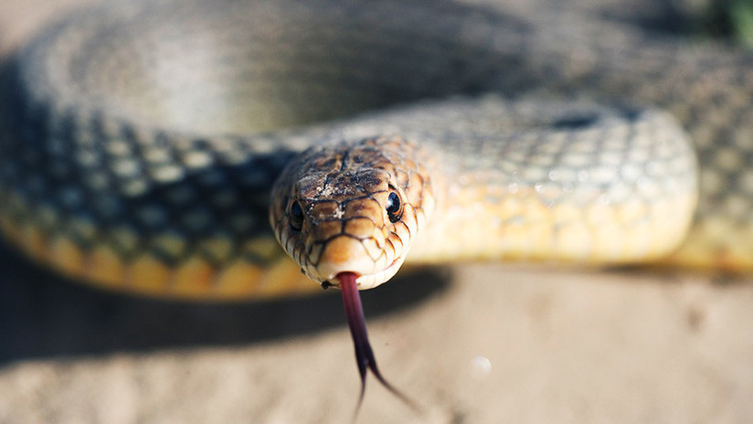 Una mordedura de esta serpiente es capaz de matar a 100 personas