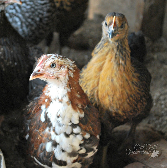 How to "furnish" your chicken coop. Pictured: young speckled Sussex and black sex link hens.