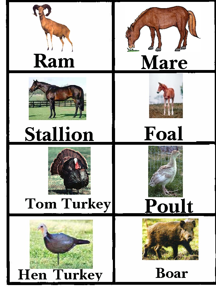 Amazing Photos: Animals Photos with Names