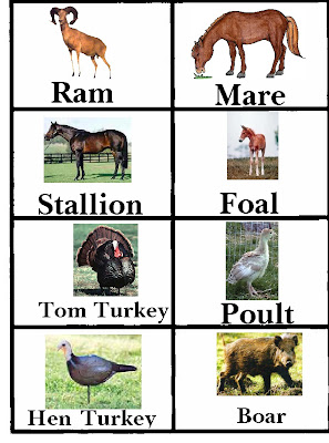 Animal Pets Pictures Images Photos: Animals Pictures With Names