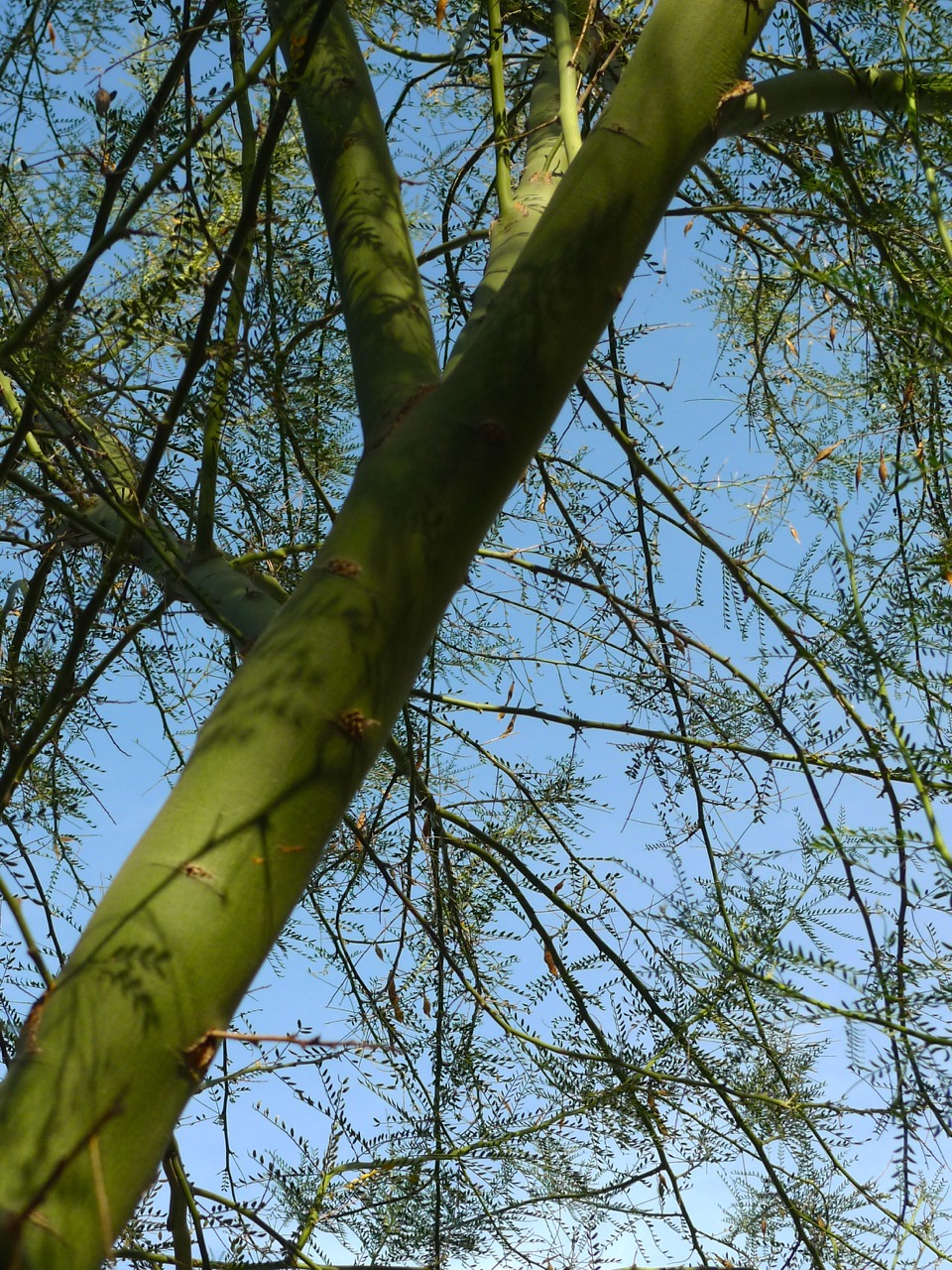 Pictures and Words, a Blog Palo Verde