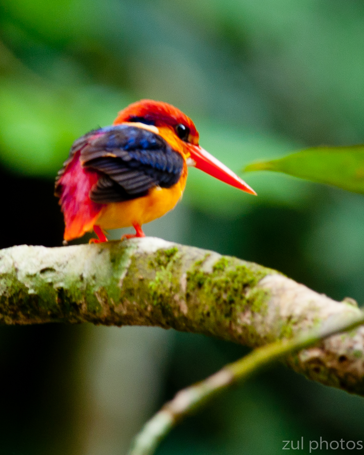Zul Ya - Birds of Peninsular Malaysia: Black Backed Kingfisher
