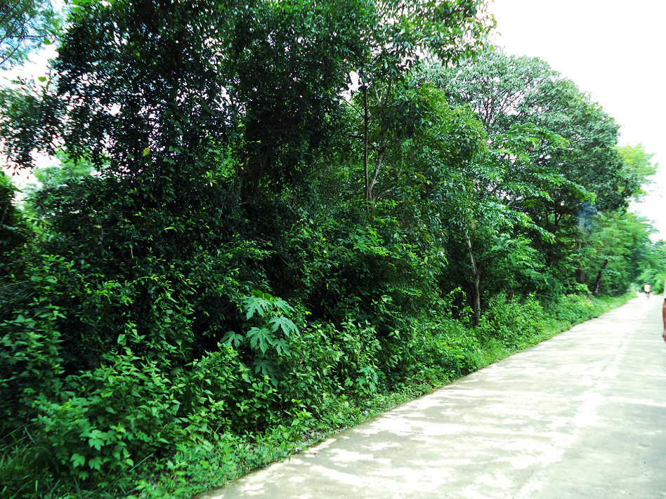 Pangasinan Properties Land for sale in Capulaan, Villasis, Pangasinan
