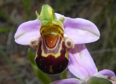 Ophrys apifera  orquídea abeja