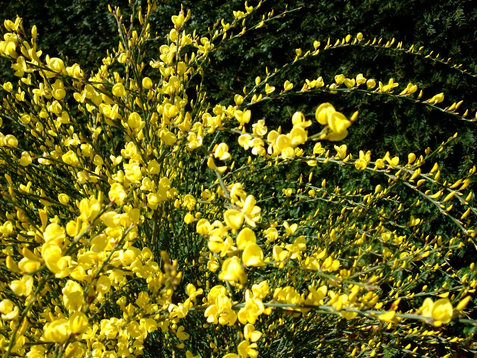 HERBAL PICNIC SCOTCH BROOM