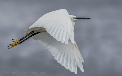 Little Egret in Flight at ISO 640 - Table Bay Nature Reserve Cape Town