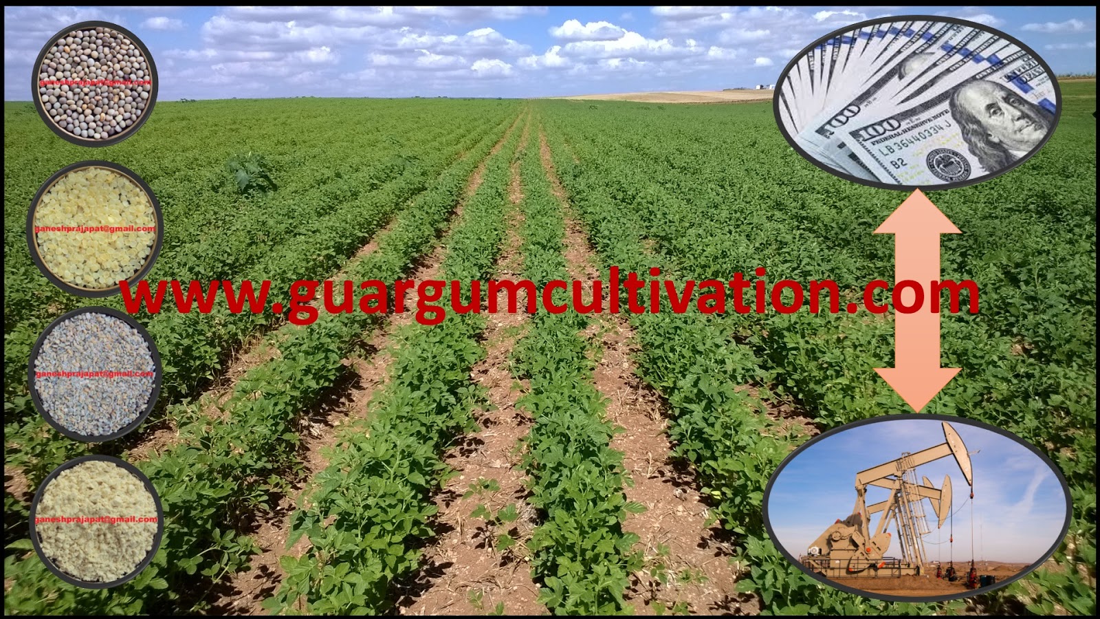 GUAR GUM INFORMATION AND GUAR GUM CULTIVATION IN INDIA Guar seed and