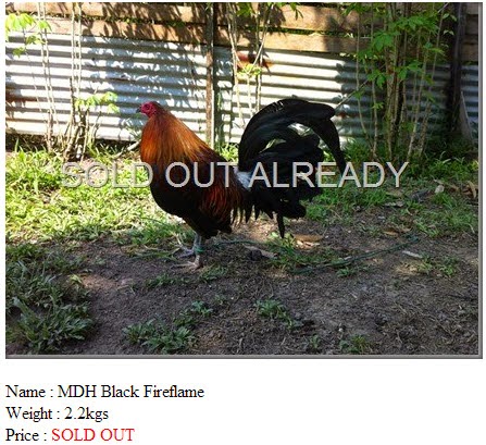 MDH Black Fireflame SOLD OUT