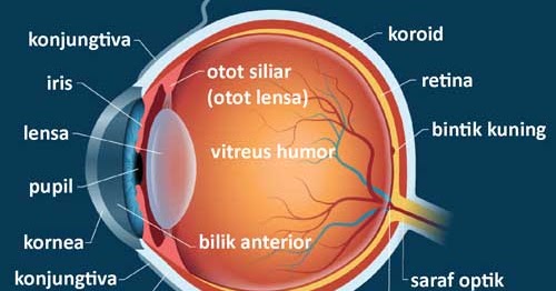 Pengertian Daya Akomodasi Titik Dekat Dan Jauh Mata Contoh Soal Dan Pembahasan Fisikabc