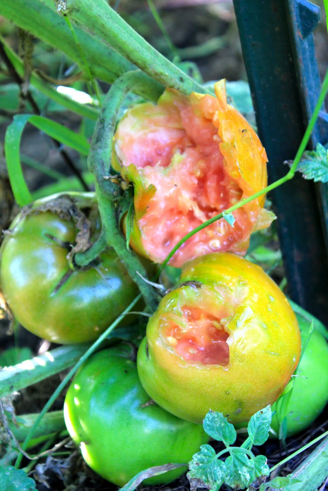 Squash Blossom Farm Garden Goodies and Baddies