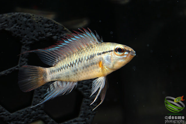 F1, Apistogramma viejita (Rio Guarrojo)