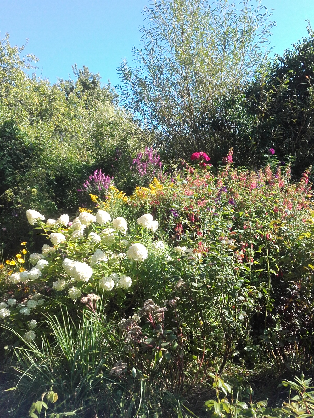 Petales Et Pattes De Velours