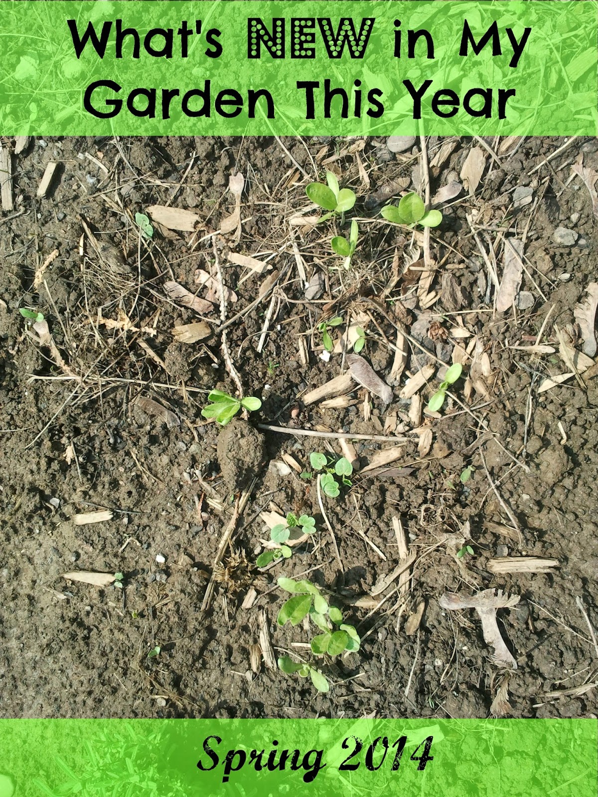 Abundance on a Dime: What’s New in My Garden This Year: Herbs Galore