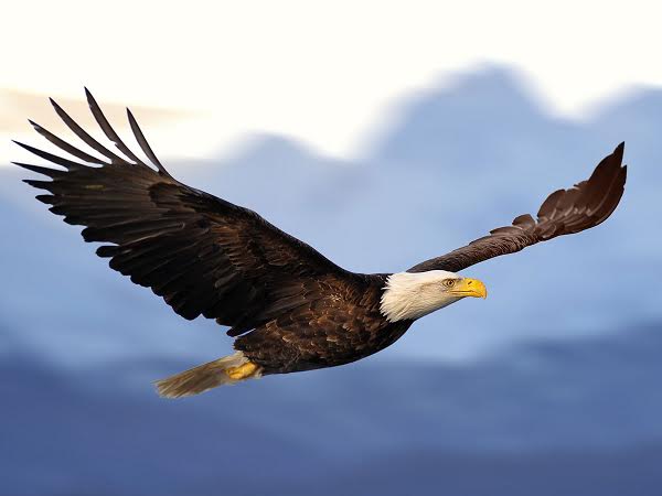 Harga Burung Elang Dan Sikatan Saat Ini Jelang 2019 Gemar Ternak