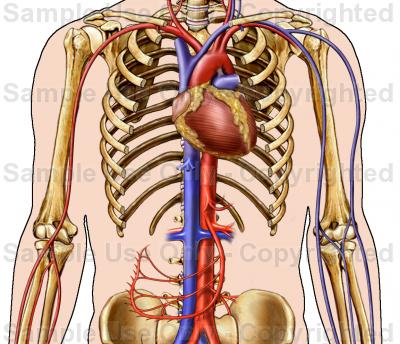 Sora's Pictures of Various Cool Stuff: The Human Anatomy
